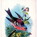 Vintage Bird Graphics Free Clip Art