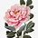 Vintage Peony Clip Art