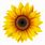 Vinyl Stickers Sunflowers