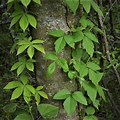 Virginia Creeper and Poison Ivy