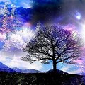 Wallpaper Themes Free Tree of Life