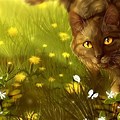 Warrior Cats Free Desktop Wallpaper