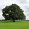 Water Oak Tree