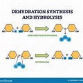 Water Hydrolysis and Dehydration Synthesis