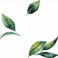 Watercolor Leaves Background PNG