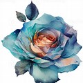 Watercolor Roses Transparent Background