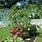 Weeping Cherry Tree Landscaping