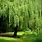 Weeping Willow Tree Landscaping