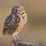 Western Burrowing Owl