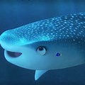 Whale Shark Finding Dory