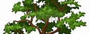 White Oak Tree Clip Art