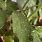 White Bugs On Pepper Plants