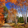 White Birch Tree Leaves in Fall