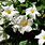 White Flowering Vine