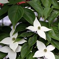 White Kousa Dogwood Tree