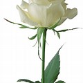 White Rose Transparent Background