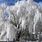 White Weeping Willow Tree