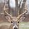 Whitetail Buck Head