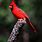 Wild Bird Cardinal