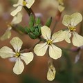 Wild Radish Flower Colors