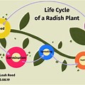 Wild Radish Life Cycle