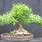 Willow Leaf Ficus Bonsai