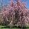 Willow Tree Flowers