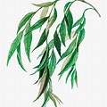 Willow Tree Leaves Clip Art