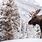 Winter Moose Wallpaper