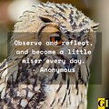 Wise Owl Quotes Sayings