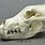 Wolf Skull Side