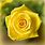 Yellow Color Roses