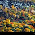 Yellow Color Tree in Fall in CT