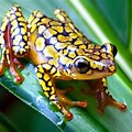 Yellow Dot Frog