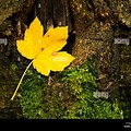 Yellow Fall Leaves Rough Bark