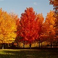 Yellow Maple Leaf Fall Colors