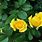 Yellow Rose Bush