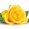 Yellow Roses with White Background