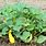 Yellow Squash Leaves