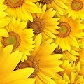 Yellow Sunflower Background Pastel