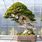 Yew Bonsai Tree