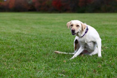 dog-scratching-neck