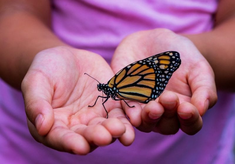 What Does It Mean When a Butterfly Lands On You?