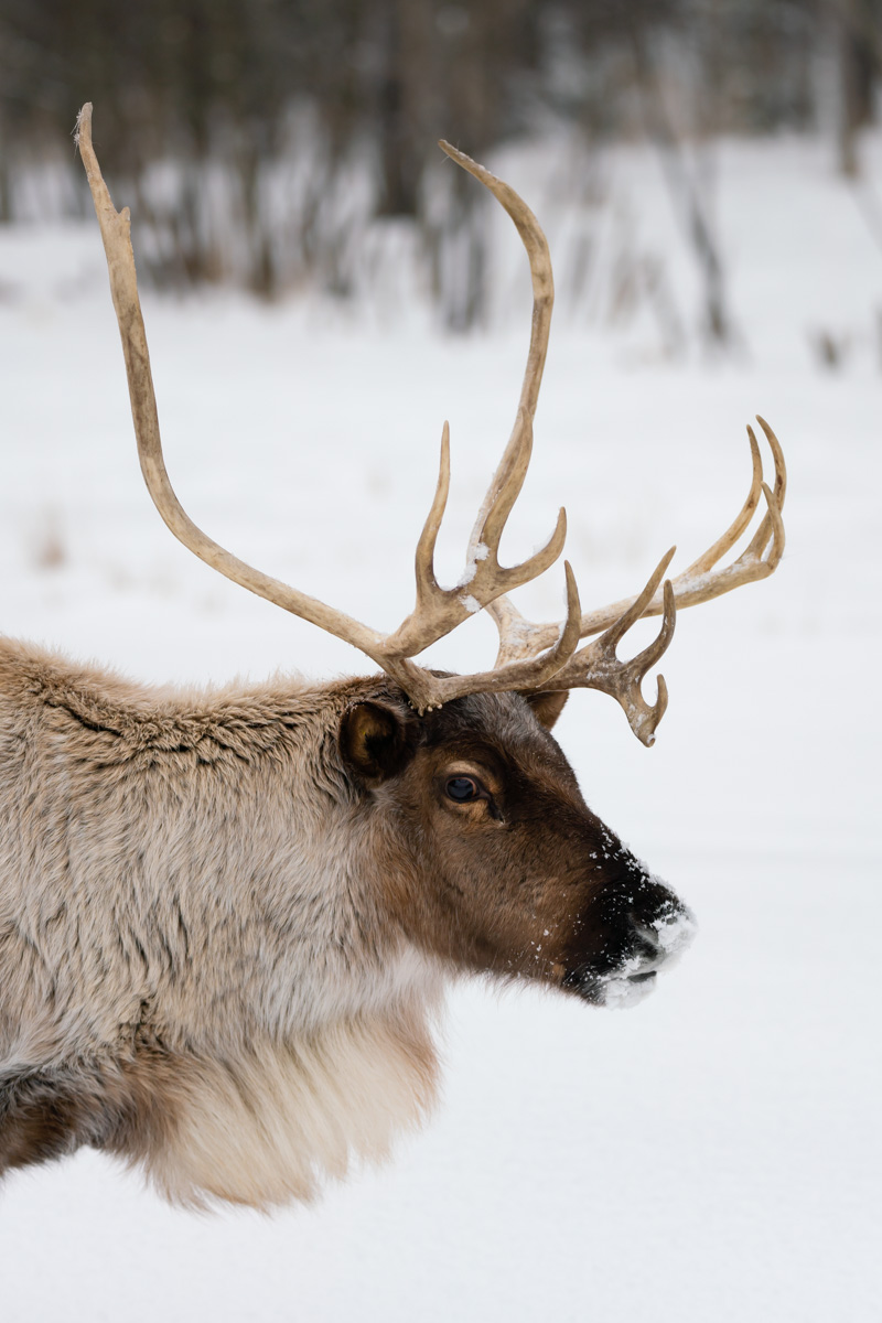 Caribou on the Tundra