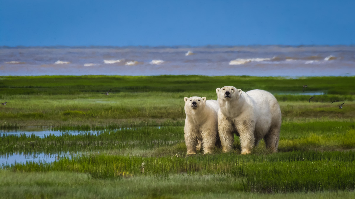 Arctic Animals of the Tundra Polar Bears