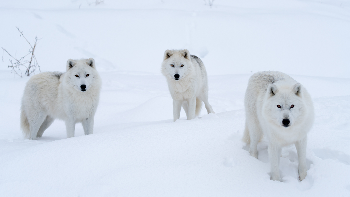 Tundra Animals Arctic Wolves