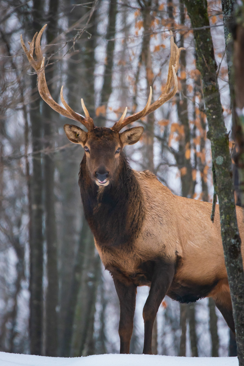 Elk Animals of the Tundra