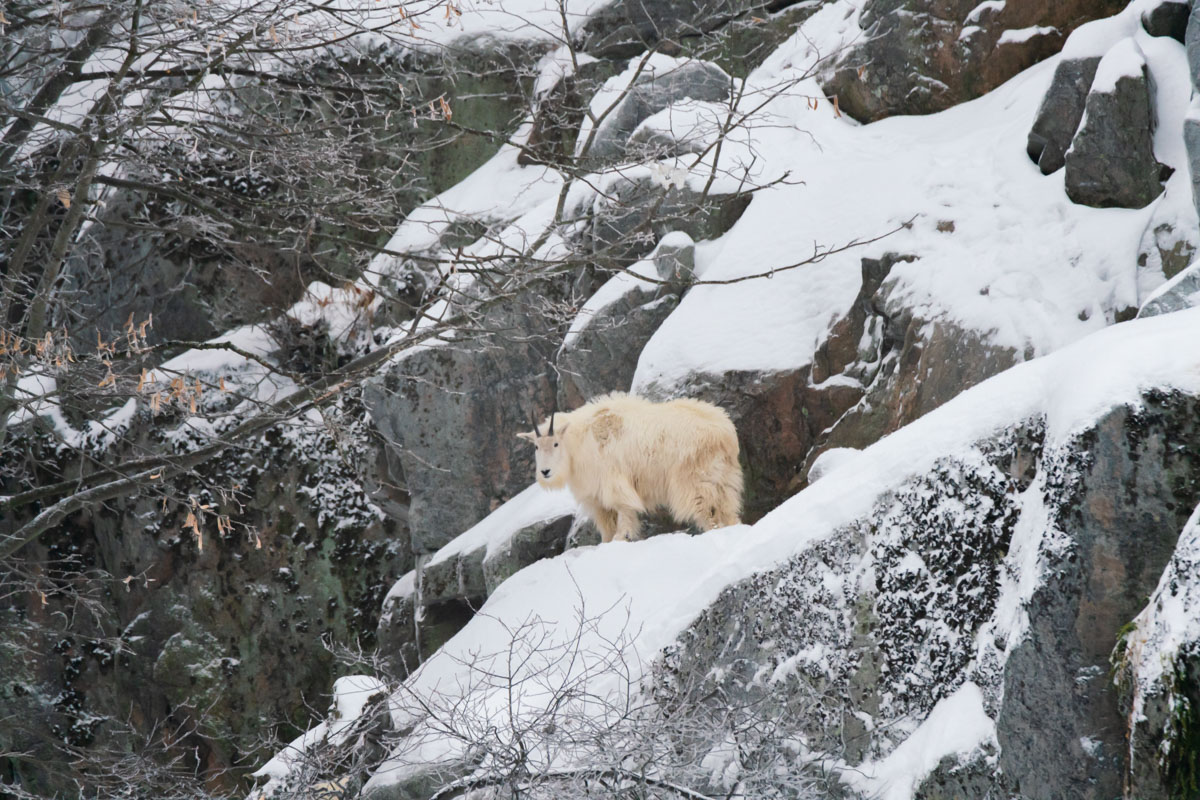 Mountain Goats are Tundra Animals