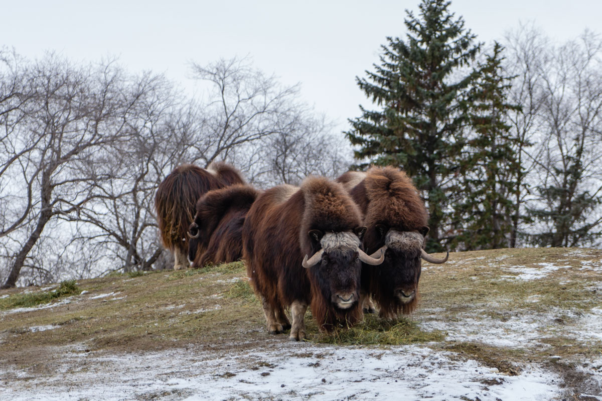 Muskox are tundra animals as well