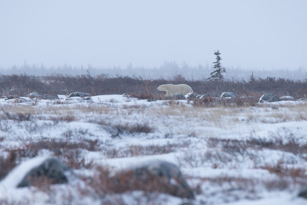 Polar Bears are Tundra Animals